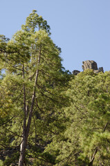 Fototapeta premium Forest of Canary Island pine Pinus canariensis and cliff. Integral Natural Reserve of Inagua. Gran Canaria. Canary Islands. Spain.