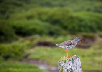 Redshank - Icelandic bird on a pole