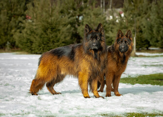 Beautiful and stunning German Shepherds (male and female)