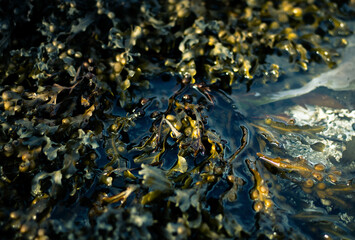 Obraz na płótnie Canvas Seaweed