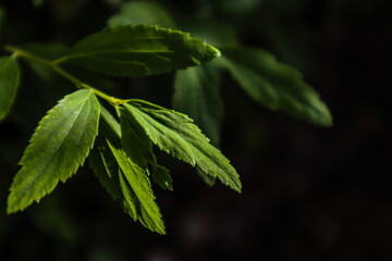 Close up shot of a leaf in sunlight with dark black backgroud