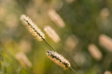 Back lit grass field in autumn morning.
