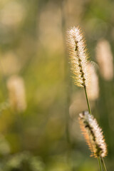 Back lit grass field in autumn morning.