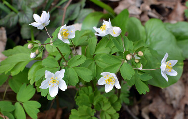 Isopyrum thalictroides blooms in the wild in the forest