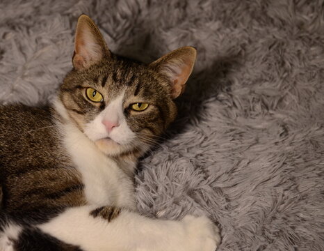 The impudent cat looks contemptuously into the camera. Funny animals, adult cat of European breed