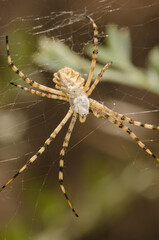 Banded garden spider Argiope trifasciata. Integral Natural Reserve of Inagua. Gran Canaria. Canary Islands. Spain.
