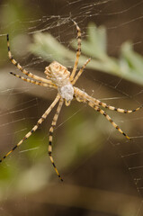Banded garden spider Argiope trifasciata. Integral Natural Reserve of Inagua. Gran Canaria. Canary Islands. Spain.