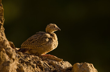 Juvenile of red-legged partridge Alectoris rufa. Cruz de Pajonales. Integral Natural Reserve of Inagua. Tejeda. Gran Canaria. Canary Islands. Spain.