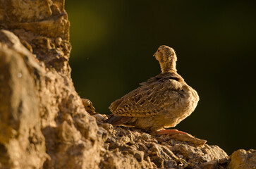 Juvenile of red-legged partridge Alectoris rufa. Cruz de Pajonales. Integral Natural Reserve of Inagua. Tejeda. Gran Canaria. Canary Islands. Spain.