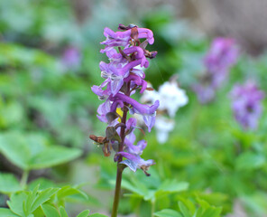 In spring, corydalis blooms in the forest