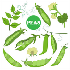 big set of elements from fresh ripe raw pea pods, pea flower, young pod. Vegetarian Food. Vector doodles. Suitable for branded wrapping paper, napkins and packaging of raw, canned, frozen vegetables