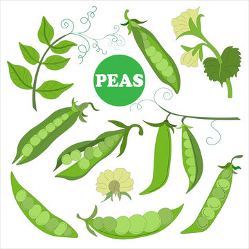 Big Set Of Elements From Fresh Ripe Raw Pea Pods, Pea Flower, Young Pod. Vegetarian Food. Vector Doodles. Suitable For Branded Wrapping Paper, Napkins And Packaging Of Raw, Canned, Frozen Vegetables