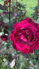pink rose in garden