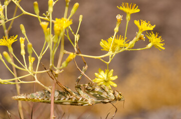 Egyptian flower mantis Blepharopsis mendica. Integral Natural Reserve of Inagua. Gran Canaria. Canary Islands. Spain.