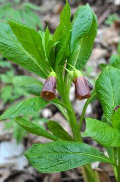 In spring, Scopolia carniolica blooms in the forest