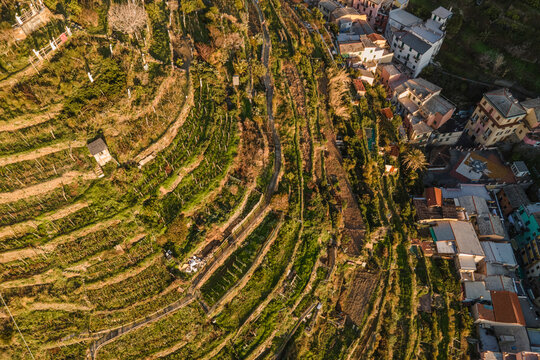Aerial view of agricultural terrace field along the coastline near Manarola, Cinque Terre, Liguria, Italy.