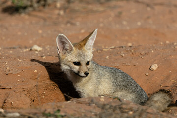 Naklejka na ściany i meble One cape fox emerging from its den at sunset in the Kgalagadi Transfrontier Park in South Africa
