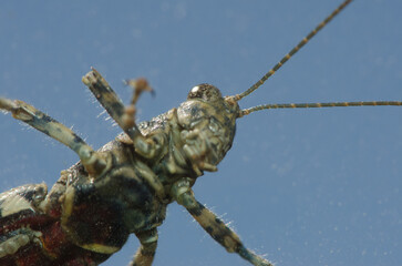 Underside view of a splendid rock grasshopper Arminda canariensis on the front windscreen of a car....