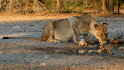 Naklejka na ściany i meble One lioness drinking water in Kgalagadi Transfrontier Park in South Africa. Reflection visible in water