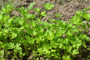 Parsley grows in open ground