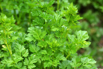 Parsley grows in open ground