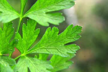 Parsley grows in open ground