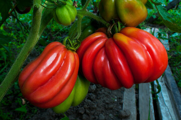 delicious and red tomatoes natural