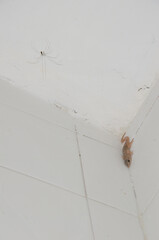 Daddy long-legs spider Pholcus phalangioides and Boettger's wall gecko Tarentola boettgeri in a house. Tejeda. Gran Canaria. Canary Islands. Spain. - obrazy, fototapety, plakaty