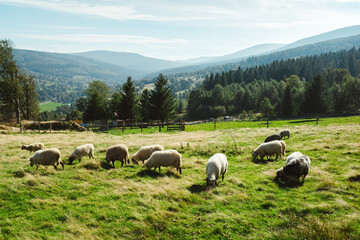 Owce w Świeradowie - obrazy, fototapety, plakaty