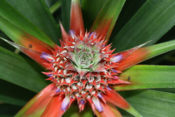 Azores Colored Pineapple 