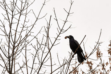 Crow sitting on a branch with a nut in its beak on sky background