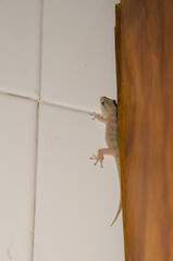 Boettger's wall gecko Tarentola boettgeri semi-hidden on a wall. Cruz de Pajonales. Tejeda. Gran Canaria. Canary Islands. Spain.
