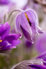 Foto auf Acrylglas Violett Eine vertikale Aufnahme einer blühenden Kuhschelle