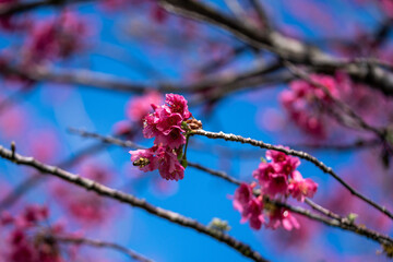 Beautiful Sunny Cherry Blossom Day