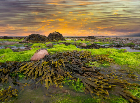 Irland K&uuml;ste Algen Abendrot