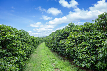 Fototapeta na wymiar View of beautiful arabic coffee plantation on sunny summer day on farm in Minas Gerais, Brazil. Concept of food, agriculture, commodity, healthy food, industry.