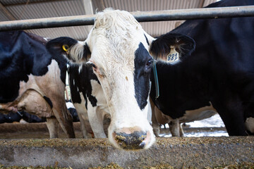 Beautiful dairy cow eating hay in modern cowshed in Holstein cow livestock farm. Concept of...