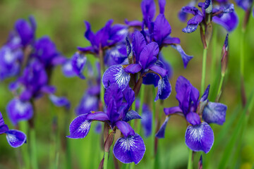Fototapeta na wymiar Flowers of Siberian iris, Iris sanguinea, wetted by rain