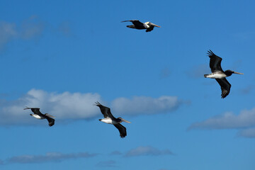 Four Brown Pelicans flying in formation