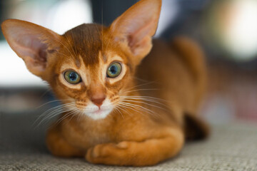 Red kitten of Abyssinian cat