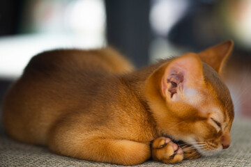 Red kitten of Abyssinian cat
