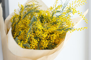 Stylish mimosa bouquet on white background. Happy womens day and Happy Mothers day. Beautiful mimosa flowers in craft paper near window close up. 8 march concept. Hello spring