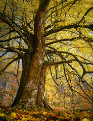 Knorriger, alter Baum mit mystischer Erscheinung in einem nicht bewirtschateten und sich selbst überlassenem Wald. 