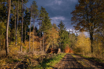 Waldschäden vor allem in Nadelwäldern durch mehrere Jahre mit sehr wenig Niederschlag verbunden...