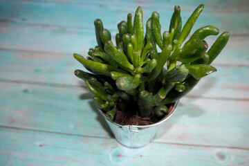 the houseplant Crassula ovata Gollum grows in a gray metal pot on a blue table. top view