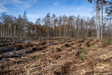 Waldaufforstung - Setzlinge müssen in hohen Mengen verfüchbar sein.