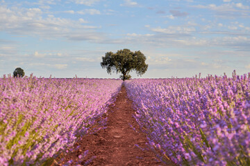 Fototapeta premium Lavender fields at sunset