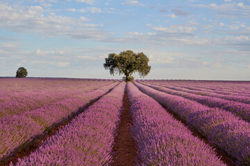 Fototapeta na wymiar Lavender fields at sunset