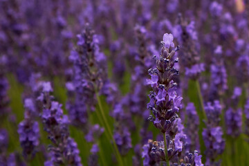 Close-up of a lavender field