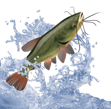Poisson Chat Images Browse 38 Stock Photos Vectors And Video Adobe Stock